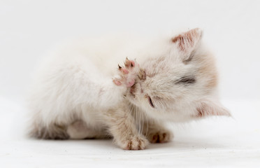beautiful little white kitten dirty