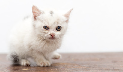 beautiful little white kitten dirty