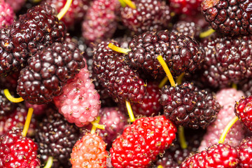 berry mulberry trees as a backdrop. macro