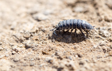wood louse on dry ground. macro