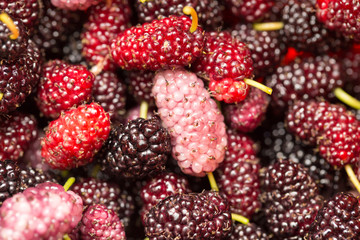 berry mulberry trees as a backdrop. macro