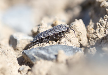 wood louse on dry ground. macro