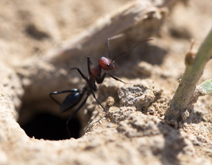 Ant on dry ground. macro