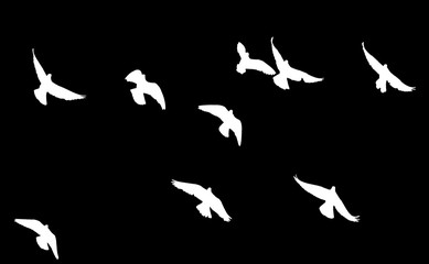 flock of pigeons on a black background