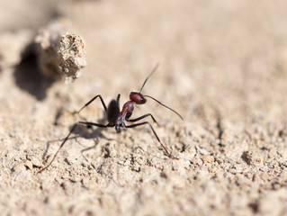Ant on dry ground. macro