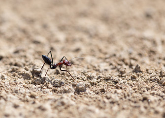Ant on dry ground. macro