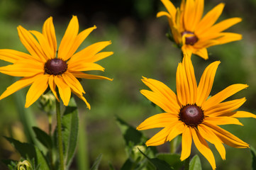 Beautiful yellow coneflower in the garden in the early morning