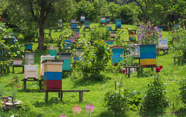 Bee hives in the apiary in the foothills of the Caucasus