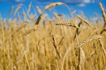 Wheat growing on a field and blue sky.