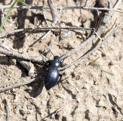 beetle on nature. macro