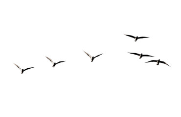 silhouette of a flock of birds on a white background