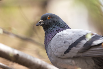 dove on the tree in nature