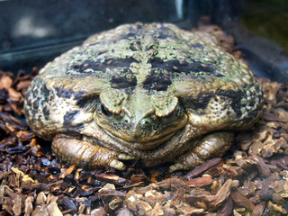 Large amphibious frog - Bufo marinus
