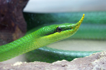 Nosey runner Boulanger - Latin name 