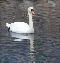 White swan floating on the lake