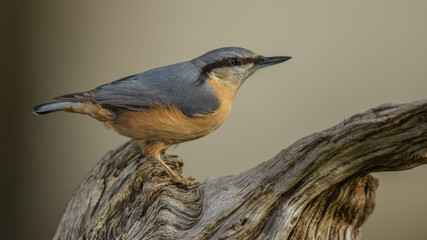 Eurasian nuthatch perching on branch, Switzerland