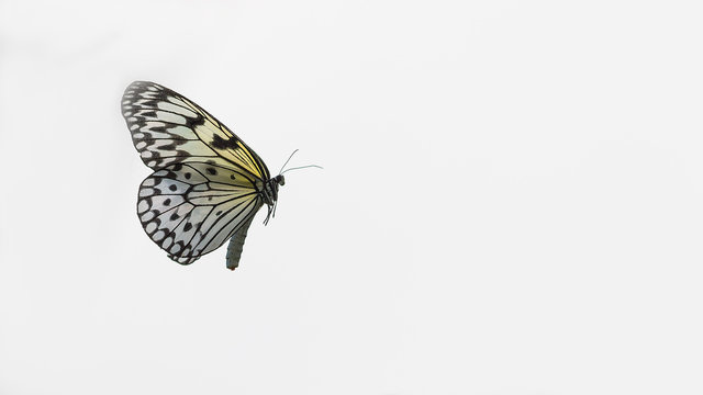 Butterfly against plain white background