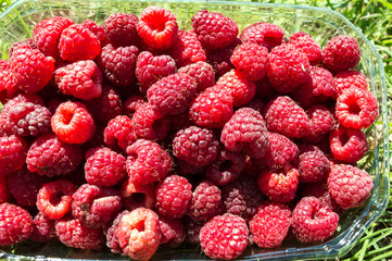 Close-up Freshly-picked Raspberry Fruit in a Basket on the Lawn