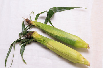 Fototapeta premium corn, maize, corncob