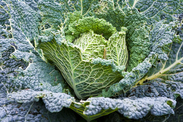 Sch&auml;dlingsbefall, Raupen den gro&szlig;en Kohlweisslings, an Wirsing