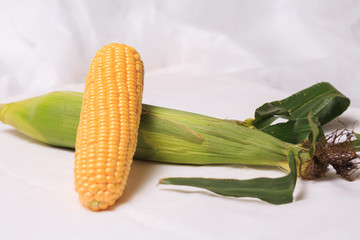 corn,  maize, corncob