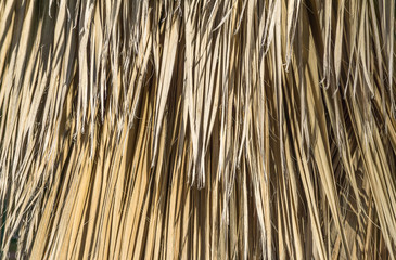 dried palm leaves brown background Vertical textures