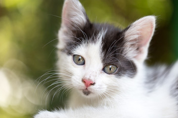 beautiful small kitten on nature