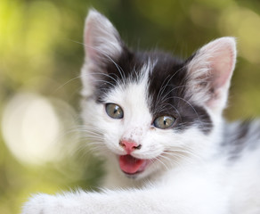 Kitten yawns in nature