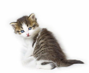 cat kitten pets domestic