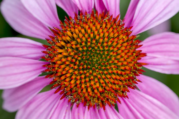 Pale purple cone flower.