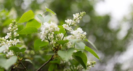beautiful flowers of white lilac in nature