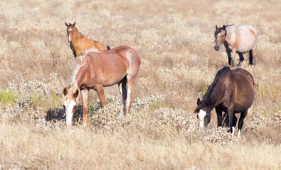 a horse in a pasture in the desert