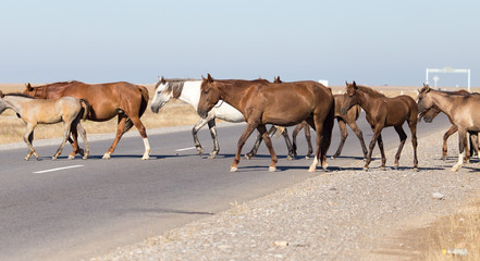 horse crossing the road