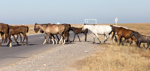 Obraz premium horse crossing the road