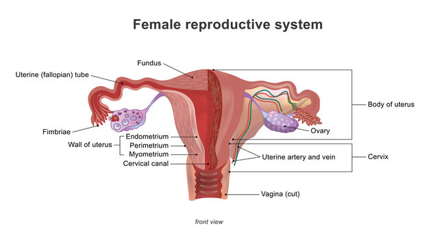 The female reproductive system (or female genital system) contains two main parts: the uterus, which hosts the developing fetus, produces vaginal and uterine secretions