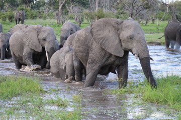 Elephant Herd crossing a river in the Moremi Game Reserve in Botswana