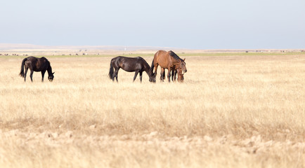 a horse in a pasture in the desert