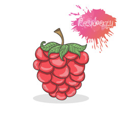 Raspberries vector illustration isolated on a white background.Summer fruit berry icon hand draw in doodle style