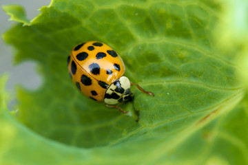 Fototapeta premium Ladybug on a leaf.