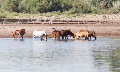 Fototapeta na wymiar Horse in the river