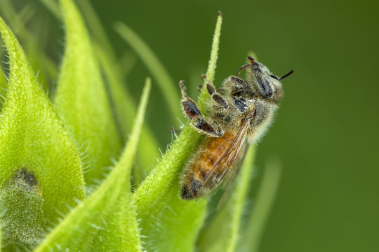 Bee on leaf gathering pollen.