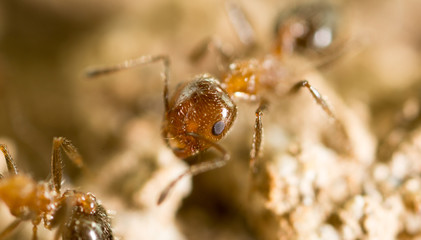 little ant in nature. super macro