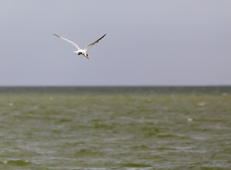 seagull in flight over the lake