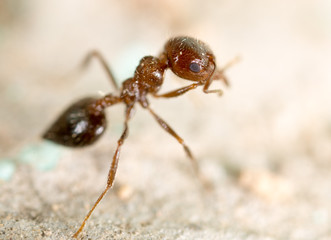 little ant in nature. super macro
