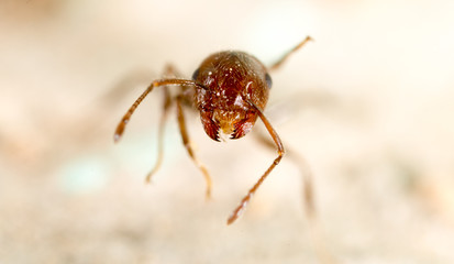 little ant in nature. super macro