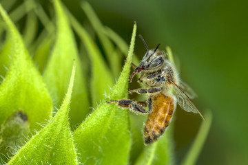 Bee covered in pollen on green leaf.