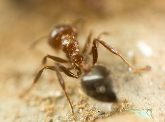 little ant in nature. super macro