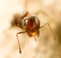 little ant in nature. super macro