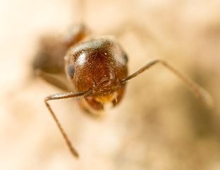 little ant in nature. super macro