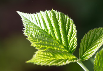 beautiful leaf on black outdoors